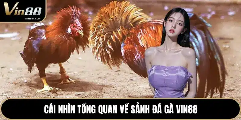 Đá Gà VIN88 - Đấu Trường Đỉnh Cao Cho Sư Kê Chuyên Nghiệp - tokupe