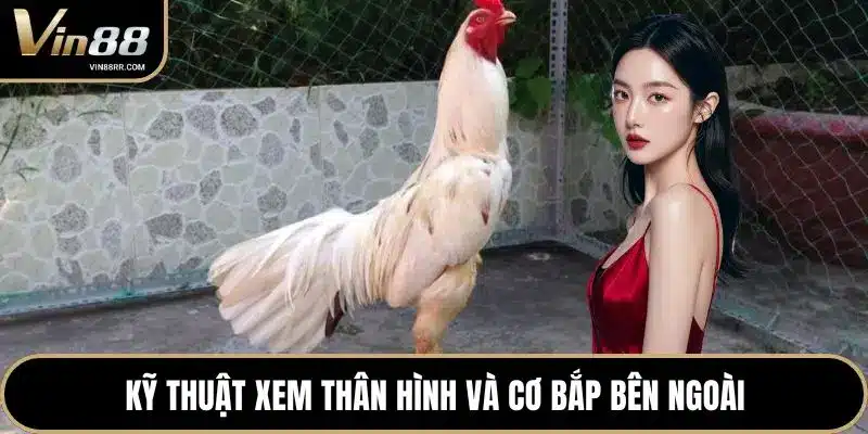 Đá Gà VIN88 - Đấu Trường Đỉnh Cao Cho Sư Kê Chuyên Nghiệp - tokupe