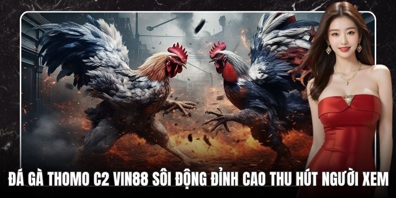 Đá Gà Thomo C2 VIN88 Sôi Động Đỉnh Cao Thu Hút Người Xem - tokupe