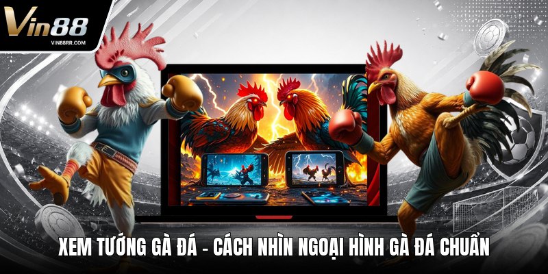 Xem Tướng Gà Đá - Cách Nhìn Ngoại Hình Gà Đá Chuẩn - tokupe