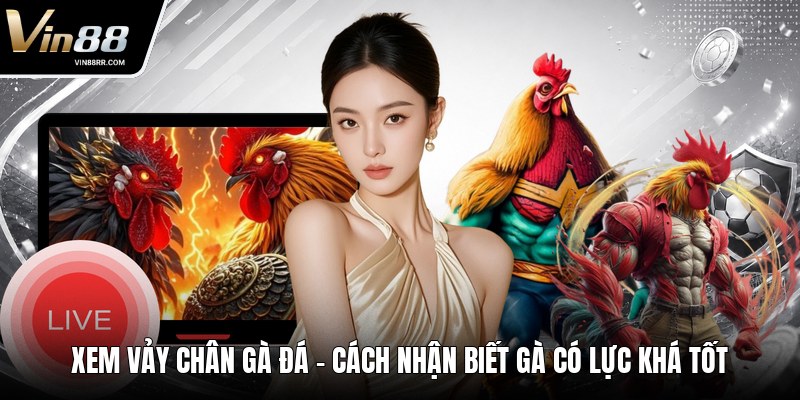 Xem Vảy Chân Gà Đá - Cách Nhận Biết Gà Có Lực Khá Tốt - tokupe